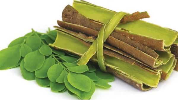 முருங்கை பட்டை.. முருங்கை மரம் ஒன்று போதும்.. ஓராயிரம் பிரச்சனை தீரும்.. முருங்கை பட்டை மூலிகை பலன்