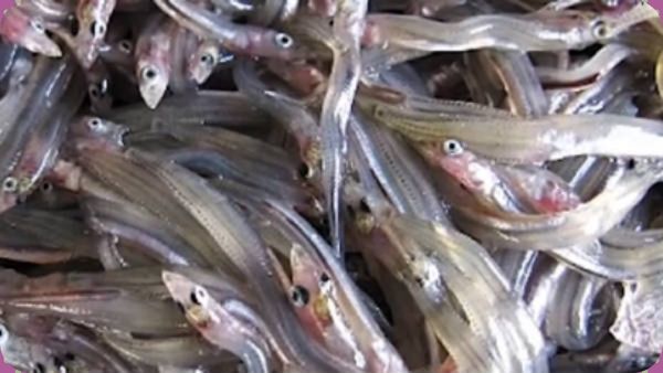 அயிரை மீன்.. அதென்ன மதுரையில் மட்டும் அயிரா மீன் ஸ்பெஷல்? மேட்டூர் அணையில் துள்ளும் 