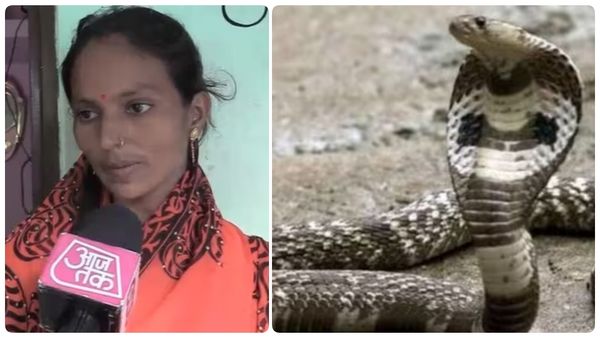 தூங்கிய இளம்பெண்.. காலை சுற்றிய ராஜநாகம்.. அதுவும் 3 மணி நேரம்.! அடுத்து நடந்த சம்பவம்! ட்விஸ்ட்