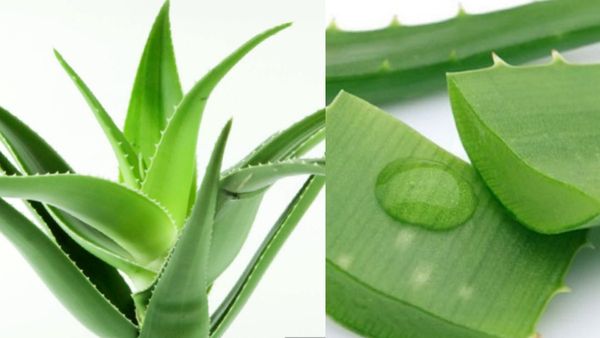 சோற்றுக்கற்றாழை.. 