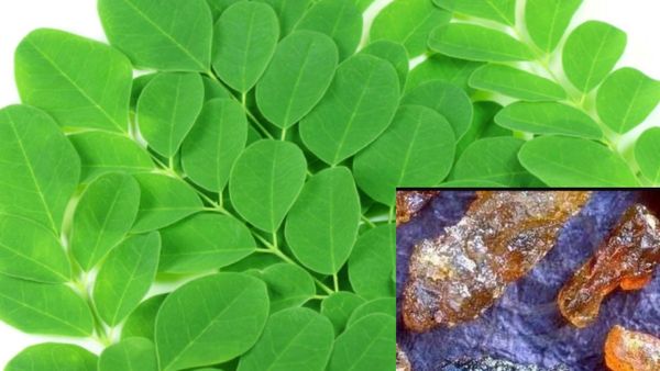 முருங்கை மரம்.. முருங்கையின் பிசின் தெரியுமா? 