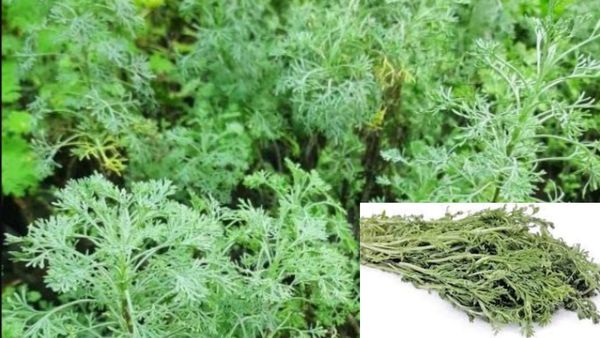 சூப்பர்.. இது இவ்ளோ நாளா தெரியாம போச்சே.. இந்த இலையை தேய்த்தாலே கருகருன்னு முடி வளரும்.. செம சீக்ரெட்