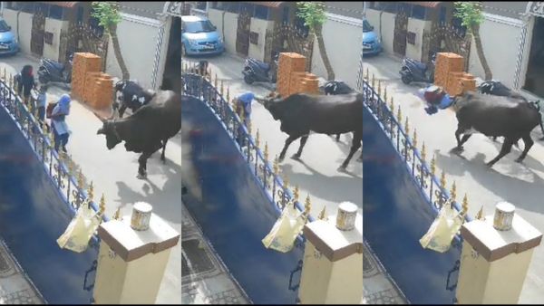 ஐயோ.. சிறுமியை ஆக்ரோஷமாக தாக்கிய மாடுகள்.. காப்பாற்றிய இளைஞர்கள்.. வேடிக்கை பார்த்த எதிர் வீட்டினர்