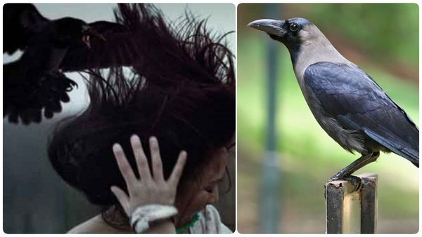 சகுனங்களும் பலன்களும்.. காகம் தலையில் தட்டுதே.. காரிய தடை வருமோ.. யோசிக்கிறீங்களா?