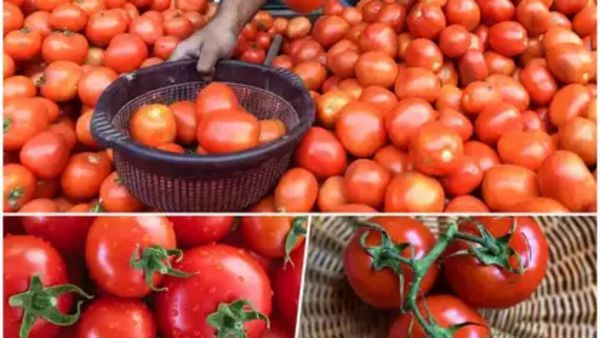 செம.. இல்லத்தரசிகளுக்கு ஹேப்பி நியூஸ்.. சென்னையில் மளமளவென சரிந்த தக்காளி விலை! எவ்வளவு தெரியுமா?