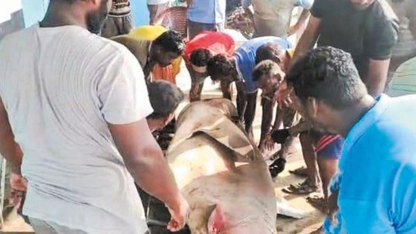 350 கிலோவில் சிக்கிய தங்கம்..மீனவர் வலையில் விழுந்த அபூர்வ மீன்.. திக்குமுக்காடி போன காசிமேடு மீனவர்