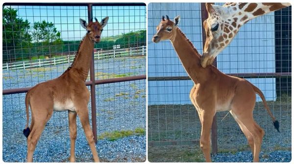 50 ஆண்டுக்கு பிறகு நடந்த அதிசயம்! அதென்ன பிரவுன் கலர்ல? ஒட்டகச்சிவிங்கியை வியப்பாக பார்க்கும் மக்கள்
