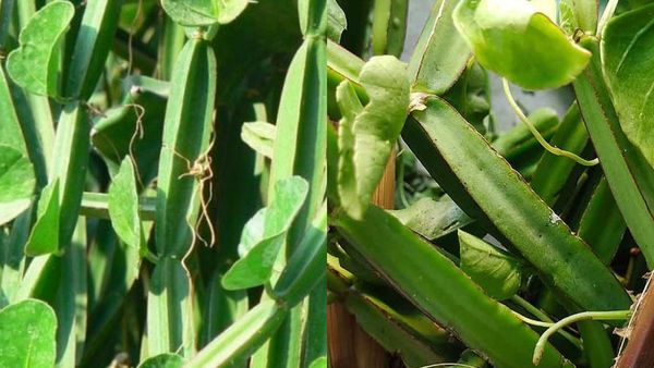 பிரண்டை பிஞ்சு.. பிரண்டை சூப் வெக்கறீங்களா? அடிவயிற்று கொழுப்பை கரைக்கும் பிரண்டை.. இதான் பக்குவம்