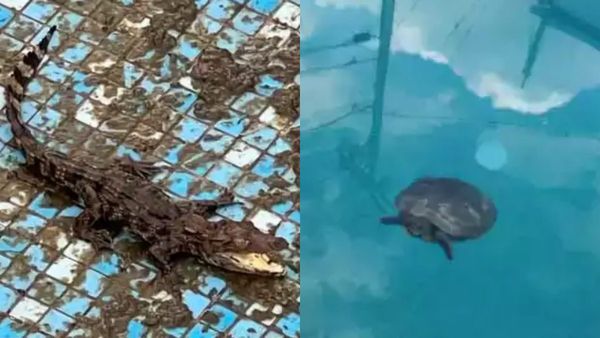 பழம்பெரும் நடிகர் பாலையா பேரன் வீட்டில் முதலை பறிமுதல்.. எப்படி வந்தது.. போலீஸார் விசாரணை