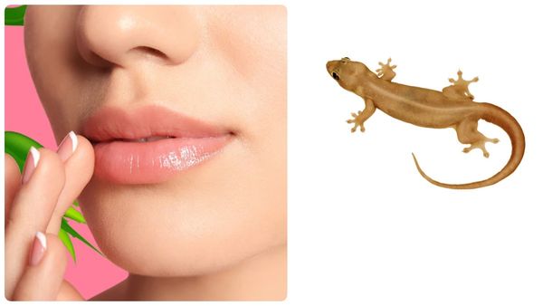 பல்லி விழும் பலன்கள்: உதட்டில் விழுந்த பல்லி.. தோஷமா? யோகமா? பலன்களும் பரிகாரங்களும்