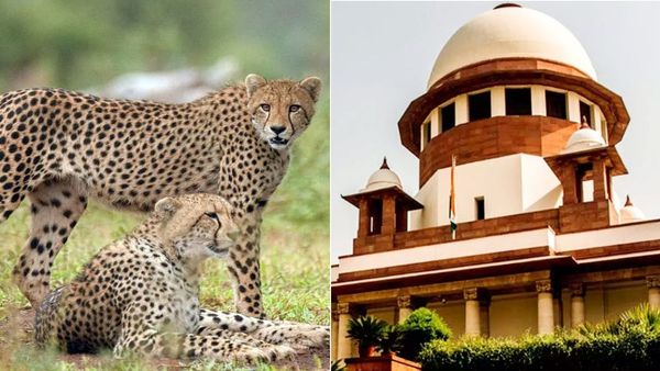 9 சீட்டாக்கள் உயிரிழந்த விவகாரம்! மத்திய அரசின் பதில் மீது சந்தேகம் இல்லை.. உச்சநீதிமன்றம் விளக்கம்