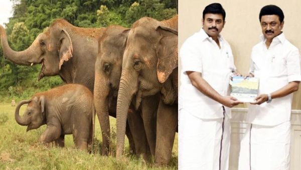 தமிழ்நாட்டில் யானைகள் எண்ணிக்கை கிடுகிடு! முதல்வரின் குட்புக்கில் வனத்துறை! பாராட்டு மழை!