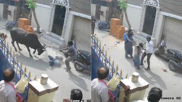 எப்படி தூக்கிப்போடுது பாருங்க.. தெருவில் சென்ற சிறுமியை முட்டி பந்தாடிய பசு மாடு.. சென்னை ஷாக்