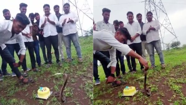 சேட்டை ஓவராயிடுச்சு.. நாக பாம்புக்கு கேக் ஊட்டிவிட்டு பர்த்டே கொண்டாட்டம்.. நடந்ததை பாருங்க