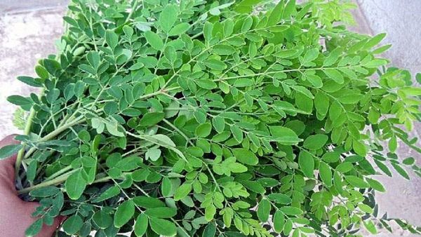 முருங்கை இலை ஆச்சரியம்.. முருங்கைக்கீரை ஒன்னு போதும்.. உடல் எடை குறைஞ்சிடும்.. கற்பகவிருட்ச முருங்கை