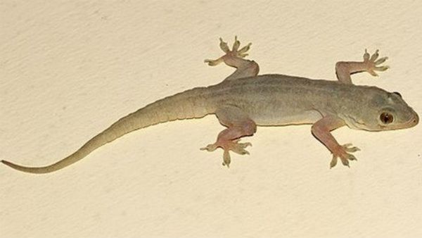 பல்லி மேலே விழுந்திருச்சா? பதற்றம் வேண்டாம்.. தோஷம் நீக்கும் தங்கப்பல்லி, வெள்ளி பல்லி தரிசனம்