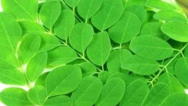 முருங்கைக்கீரை வாங்கறீங்களா.. முருங்கை சூப் ஒன்று போதும்.. 30 நோய் தீரும்.. முருங்கையிலை மருத்துவம்