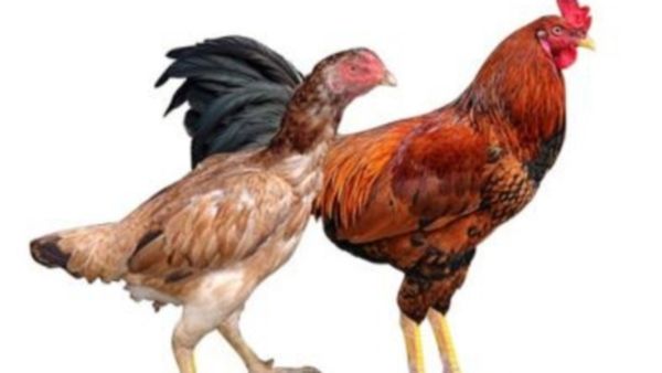 கோழிக்கறி ரசம்.. நாட்டுக்கோழி இடிச்சச்சாறு செய்து பாருங்க..மருந்தாகும், விருந்தாகும் நாட்டுக்கோழிகள்