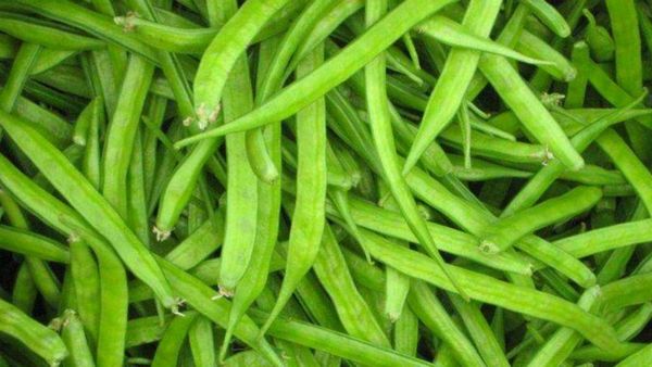 கொத்து கொத்தாக காய்க்கும்.. பெருமாளுக்கு பிடிச்ச கொத்தவரங்காய்.. பெருங்குடல் புற்றுநோயை தடுக்கும்!