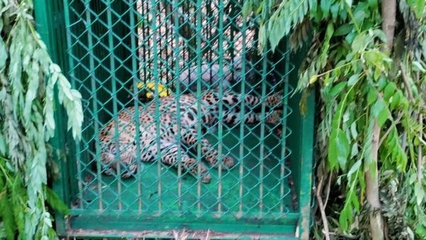 திருப்பதி மலை பாதையில் பக்தர்களை அச்சுறுத்தி வந்த சிறுத்தை.. கூண்டில் சிக்கியது.. பக்தர்கள் நிம்மதி