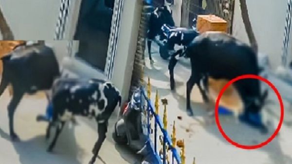 மாடு முட்டிய அரும்பாக்கம் சிறுமிக்கு 4 தையல்கள்! ஐசியூவில் எப்படி இருக்கிறார்? மருத்துவர் விளக்கம்