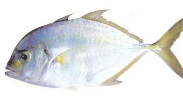 பாறை மீனை வாங்குங்க.. பலனை அள்ளுங்க.. பாறை மீனின் கால்சியம்.. 