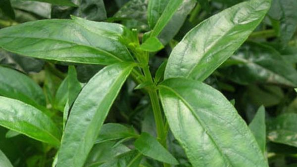 வெறும் அந்த 