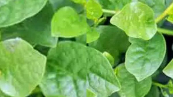 இதுதான் சூப்பர்.. ஒரே 