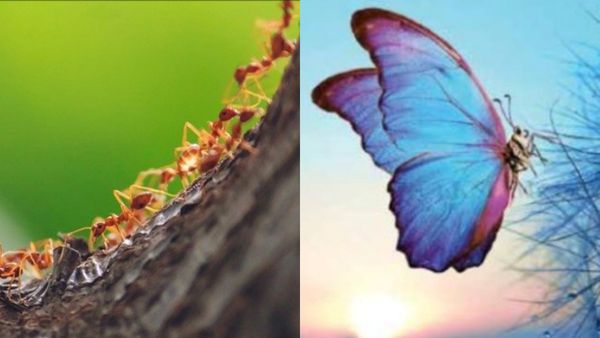 வீட்டை சுற்றி வரும் எறும்புகள்.. நுழையும் பட்டாம்பூச்சி அதிர்ஷ்டமா?.. வாஸ்து உணர்த்தும் உண்மை என்ன?