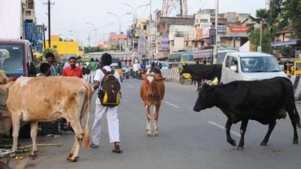 போக்குவரத்துக்கு இடையூறு செய்யும் மாடுகளை பிடிக்கும் புதிய வாகனம்.. மாநகராட்சி அசத்தல் முடிவு
