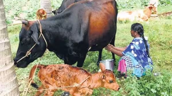 விவசாயிகளே நல்ல செய்தி.. மாடு வளர்க்குறீங்களா.. ஆவின் எடுத்த சூப்பர் முடிவு