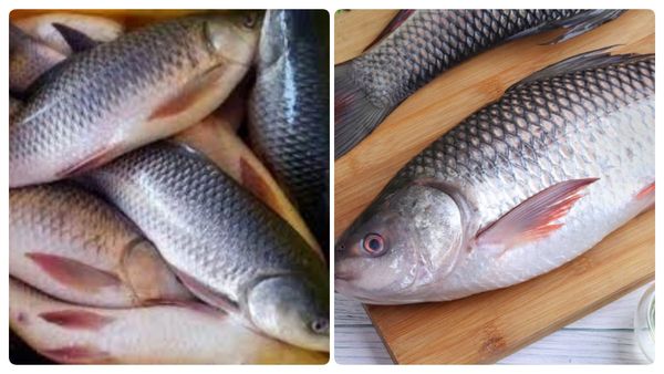 ஜிலேபி மீனில் ஆச்சரியம்.. இவ்ளோ நாளா இது தெரியாம போச்சே.. சர்னு உடல் எடை இறங்குதாமே.. சூப்பர் ஜிலேபி