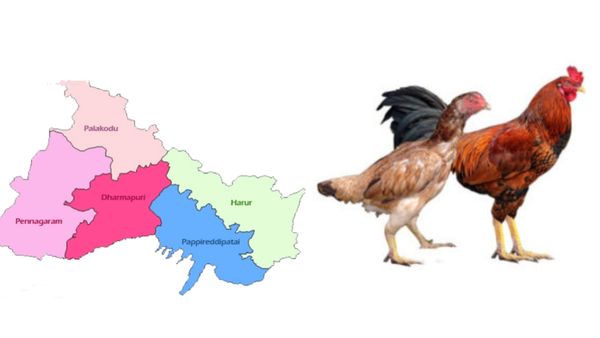 நாட்டுக்கோழி வாங்க போனால், திருப்புவனத்தில் ஒரே ஆச்சரியம்.. 10 கிலோ ஆடு தந்த 