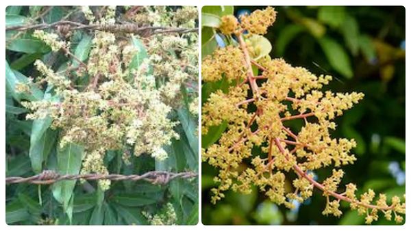 வெறும் வயிற்றில் இதை சாப்பிடுங்க.. நீரிழிவு நோயாளிகளே இதை நோட் பண்ணுங்க.. வெள்ளை பூக்களின் மகத்துவம்