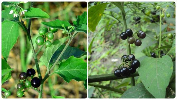 ஏழைகளின் பெர்ரி! மணி மணியாய் காய்க்கும்.. மிளகு சைஸ்தான்.. ஆனாலும் இதன் பயன்கள் இருக்கே! அப்பப்பா!