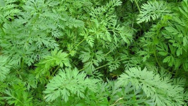 பச்சை பச்சையா தொங்கும் இலை.. ஒரே கிழங்கில் பல ஆச்சரியம்.. ஜூஸை விடுங்க.. 