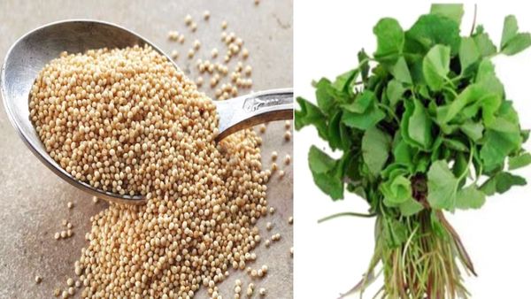 தண்டுக்கீரை செய்றீங்களா.. அதென்ன வெள்ளை கலரில் விதைகள்.. அள்ளி அள்ளி நன்மையை தரும் அமராந்தி.. சூப்பர்