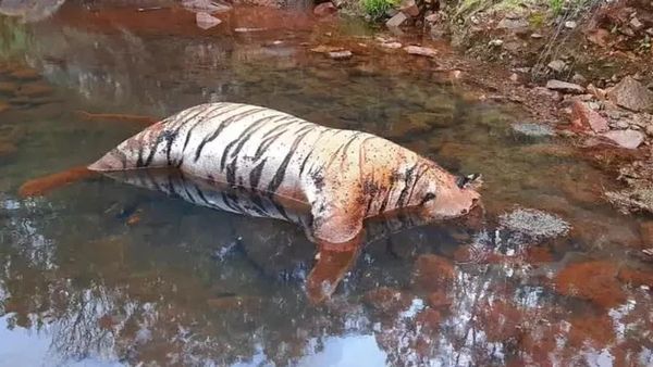 ஊட்டியில் திகில்.. காயமே இல்லாமல் இறந்து கிடந்த 2 புலிகள்! மரணத்தில் நீடிக்கும் மர்மம் - என்னாச்சு?