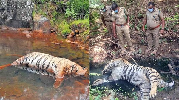 நீலகிரி அவலாஞ்சியில் 2 புலிகள் இறந்து கிடந்த விவகாரம்: மாட்டை கொன்றதால்.. விஷம் வைத்தவர் கைது