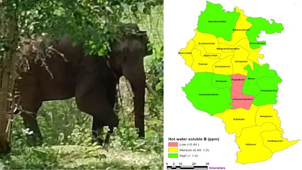 திருநெல்வேலி 