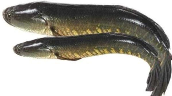 விரால் மீனை செய்றீங்களா.. விராலை இப்படி சுத்தம் செய்யுங்க.. தாய்மார்களின் வரப்பிரசாதம் விரால் மீன்கள்