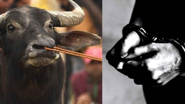 எருமை மாடுகளை திருடிய வழக்கு.. கர்நாடகாவில் 58 ஆண்டுகளாக போலீசுக்கு டிமிக்கி காட்டிய முதியவர் கைது