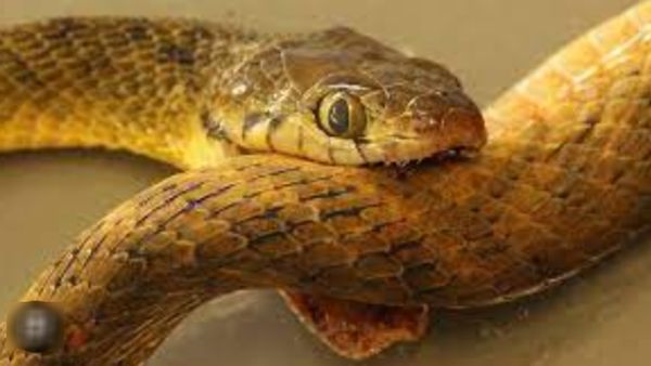 யோசிச்சிருக்கீங்களா? பாம்பு தன்னைத்தானே கடித்தாலோ? விஷத்தை விழுங்கினாலோ இறக்குமா? உண்மை இதுதான்!