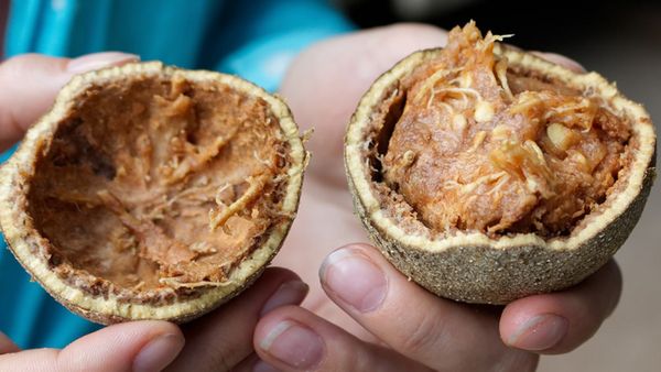 தலை முதல் கர்ப்பப்பை வரை நன்மையை தரும் Wood Apple! ஆனா ஓடை மட்டும் ஆண்கள் அரைத்து சாப்பிடாதீங்க