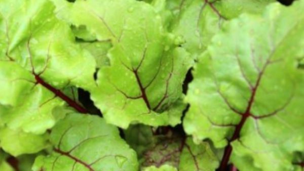 சர்க்கரை நோயாளிகள்.. வெறும் வயிற்றில் 