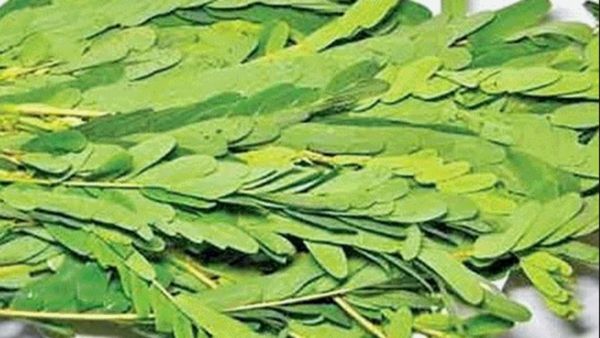 முருங்கைக்கீரையை விடுங்க.. இந்த கீரையில் இவ்ளோ இருக்கா? கீரைகளை செய்யும்போது கவனம்.. நோட் பண்ணுங்க