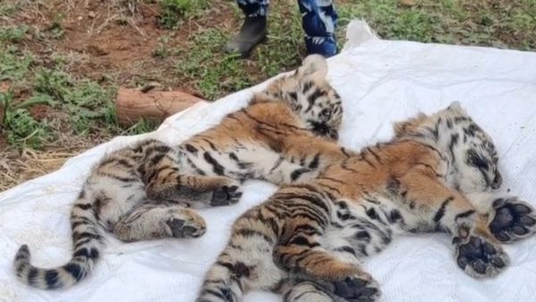 நீலகிரியில் 40 நாட்களில் 10 புலிகள் மரணம்.. மர்மம் என்ன? ஆய்வு நடத்தும் வனத்துறையினர்!