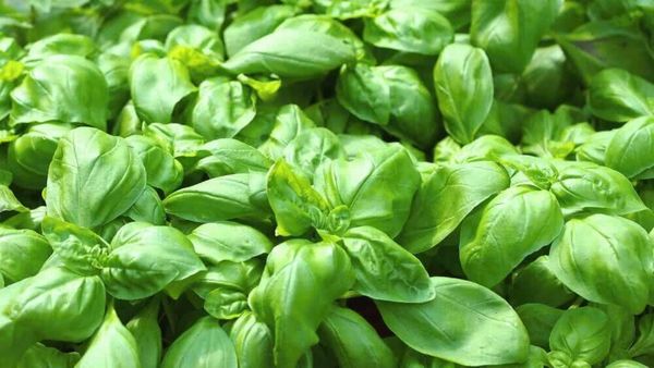 ஒரே விதை போதும்.. உடல் எடை விறுவிறுனு குறையும்.. இந்த மேஜிக் இலையை இப்படி பயன்படுத்துங்க.. சூப்பர்