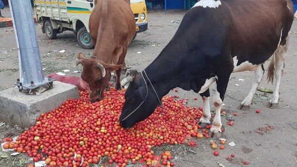 தக்காளி விலையை கேட்டு விவசாயி நடுரோட்டில் கண்ணீர்.. சாலையில் கொட்டிவிட்டு வீடு திரும்பிய சோகம்