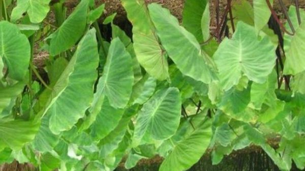 சேப்பங்கிழங்கு.. சர்க்கரை நோயாளிகளின் 